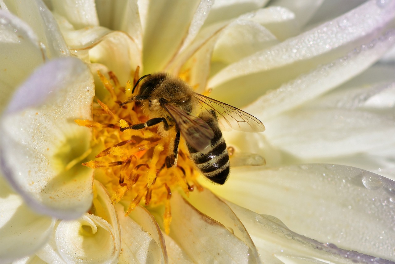 bee, honey bee, pollen-3746110.jpg